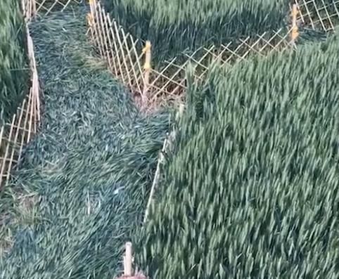 麦田|河北一对新人在麦田里举行婚礼,即将收获的麦子被压弯在地引热议