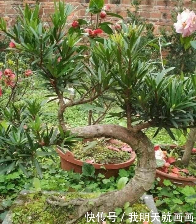 罗汉松树苗|大爷把罗汉松盆景弯一弯,价格翻几番!
