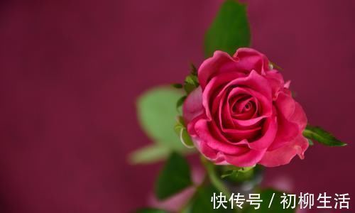 爱情来敲门|未来一个月,桃花接二连三,爱情来敲门,四大生肖良缘佳偶来相聚