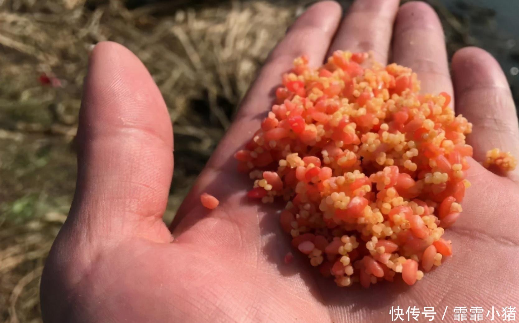 小鱼|你不知道的用酒米打窝诱鱼技巧!小鱼不闹窝,大鱼全上钩