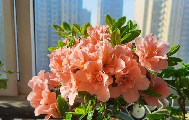 杜鹃花这么养,造型美,开花多,长势旺!