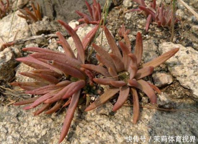 农村屋顶上的野草,价值高还有妙用,如果你家房上有,切记不要拔