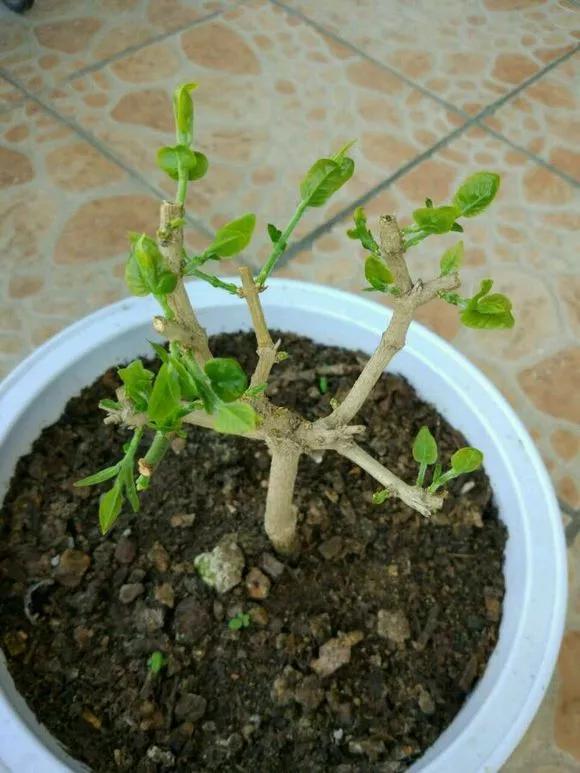 花钱买了大老桩,越养越不开花,试试这个方法,复壮开爆盆