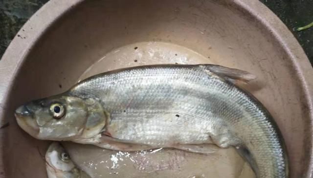 原来麝香红鲫还可以这样用,每次钓鱼别人都跑来问秘方