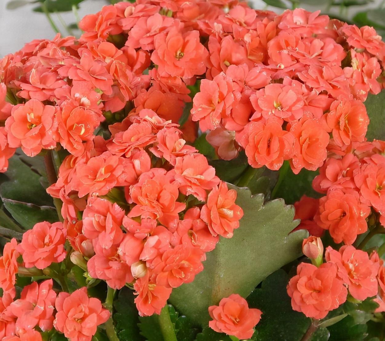 农历九月十八霜降后,养什么花?家里养3种花,吉祥如意富贵安康