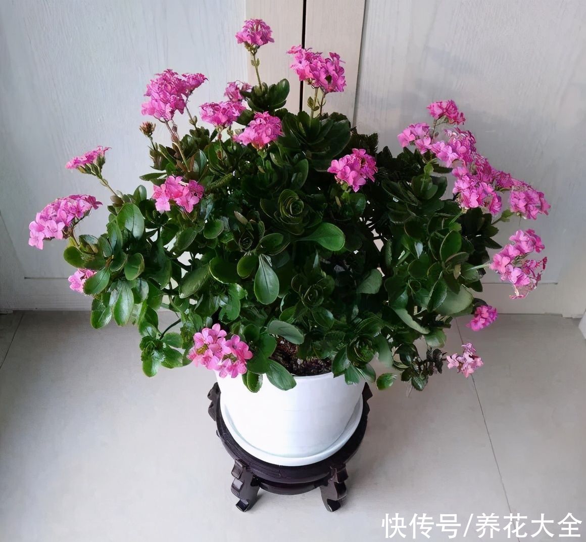 给花浇水掺点白醋，植物根比萝卜还粗，健壮不黄叶