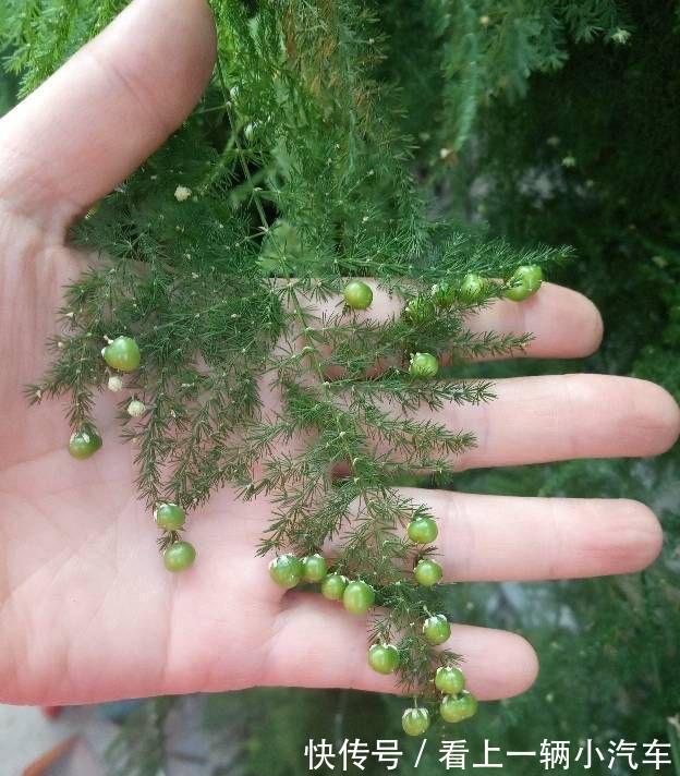 发黄|十二月养文竹,在“三位置”留点水,芽笋“咕噜”冒,养成小老桩