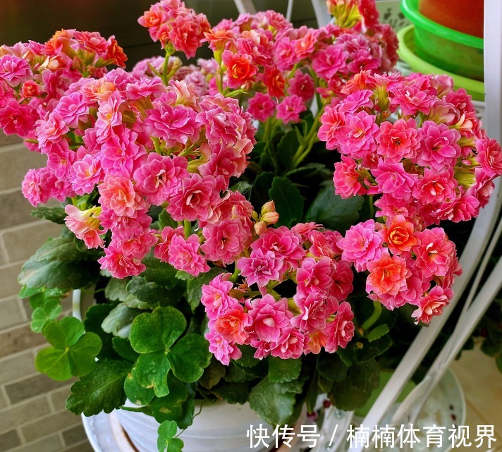 怎么让长寿花多来几茬?这4个方面“勤快些”,一茬接一茬地开