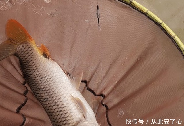 想钓大鲤鱼很难么教你4招钓到手软,3斤一下直接放生!