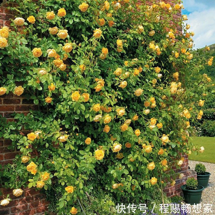 藤本花卉选“格拉汉托马斯”,全年开花,花量巨大,阳台变花园