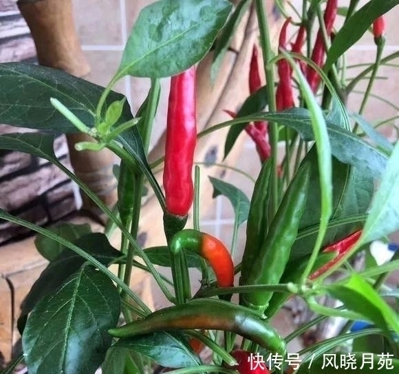 阳台种辣椒有妙招,盆里加点小东西,辣椒成串,吃不完