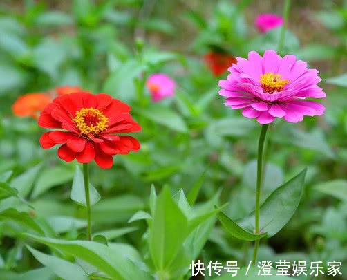 盆栽|百日菊怎么养更艳丽教你3个小妙招,养出绚丽多彩的百日菊