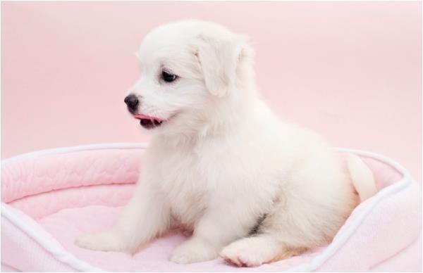 生肖狗|“狗狗狗”人生苦短,生命无常,1970年生肖狗后半辈子都是天意