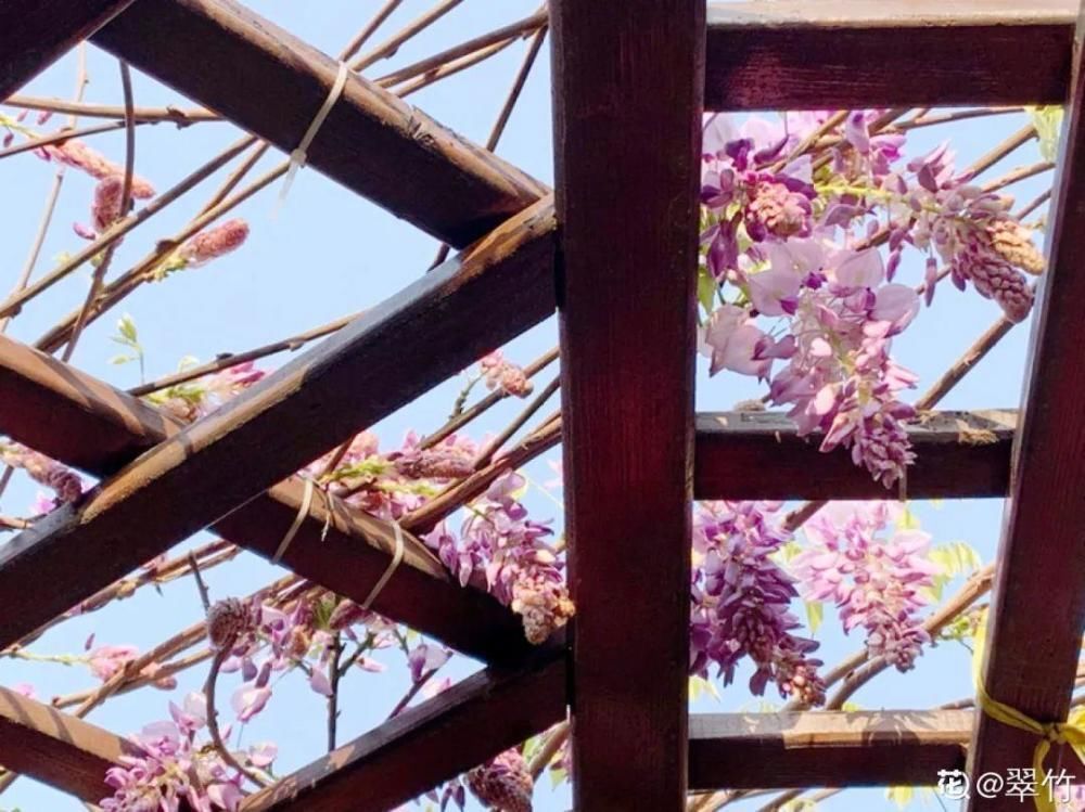 休眠|9种花，必须低温春化，冻满1个月以上才行！