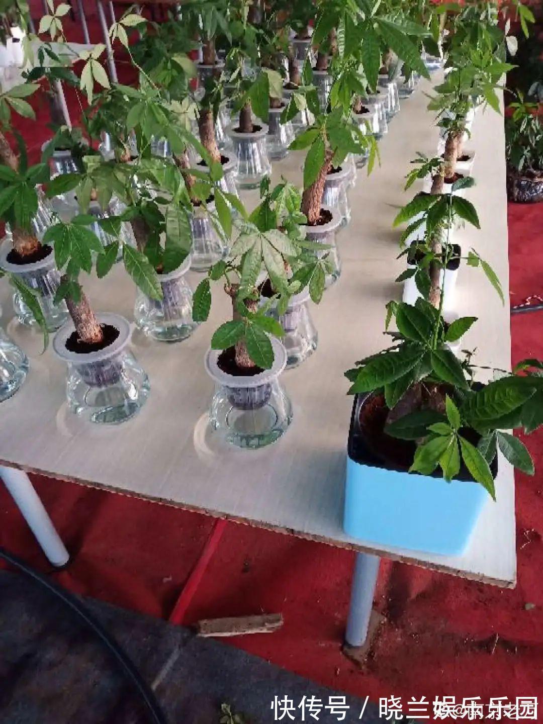 绿萝|最难养的7种花,丢水里反而蹭蹭长,根系长满瓶!