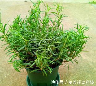 睡眠质量|蚊虫不喜欢这种花，现在养养一盆，夏天连蚊香钱都省了