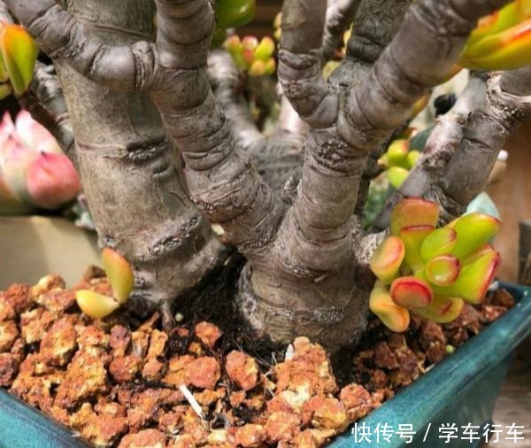 喜欢多肉，怎能不养一棵“吸财树”老桩成盆景，高端大气上档次！