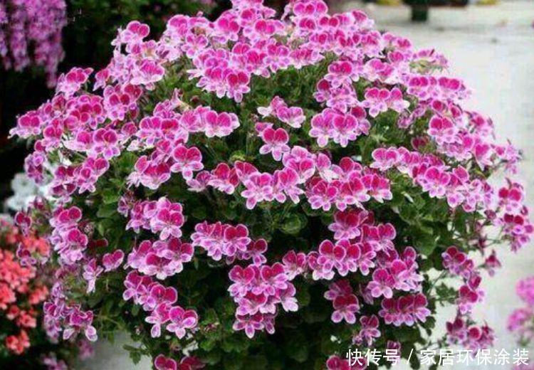 开花最香的4种花,家里养一盆,吉祥富贵,红红火火好运来!