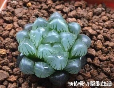 美靓多肉|女同学喜爱的8种“美靓多肉”,就是难养了点,看看你都养过没!