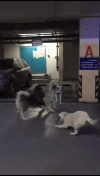 |搞笑GIF:小姐姐你这样做烧烤,其他人怎么吃得下