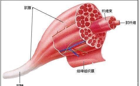 线条|最符合亚洲审美的身材爱健身钢琴女神身体瘦容易，有线条很难