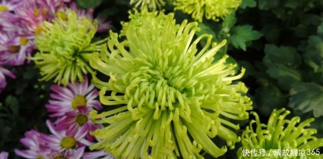养花养个菊中精品,“绿安娜”,似绿水秋波,优雅美丽