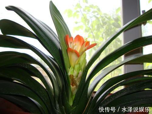 大豆|君子兰长得慢、不开花2种肥扔盆里，注意几点，轻松开爆盆