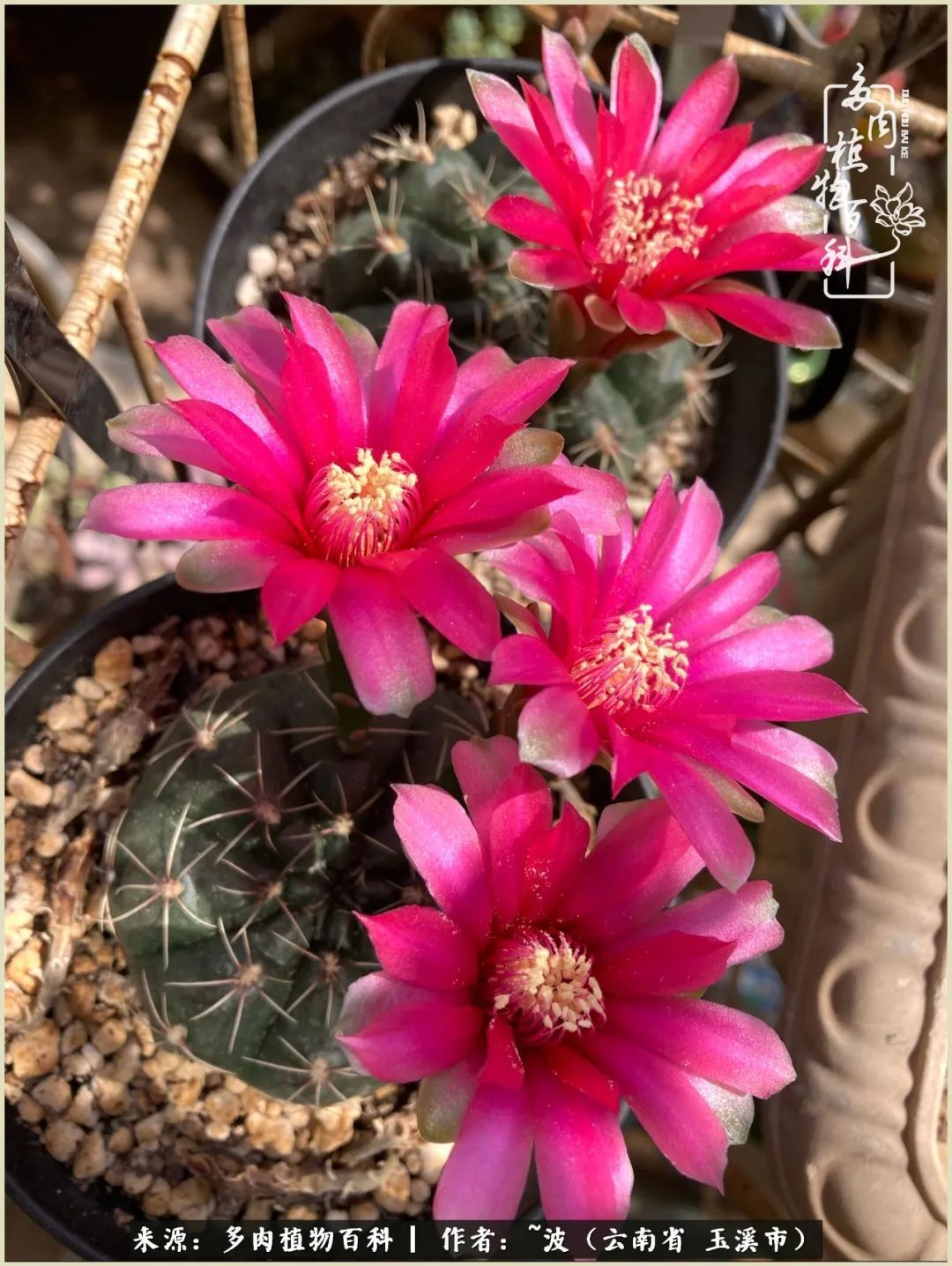 多肉|遇见即美,花事未荼蘼!种一桌子多肉,看花开花落!