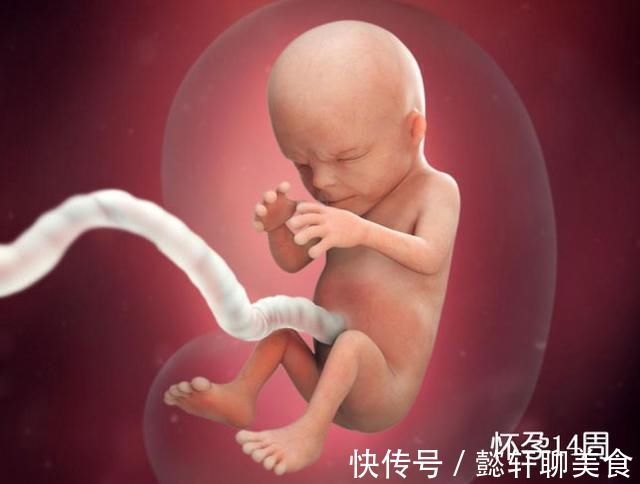 胚泡|组图了解胎儿在子宫中的生长过程,生命太奇妙了!准爸妈们看看