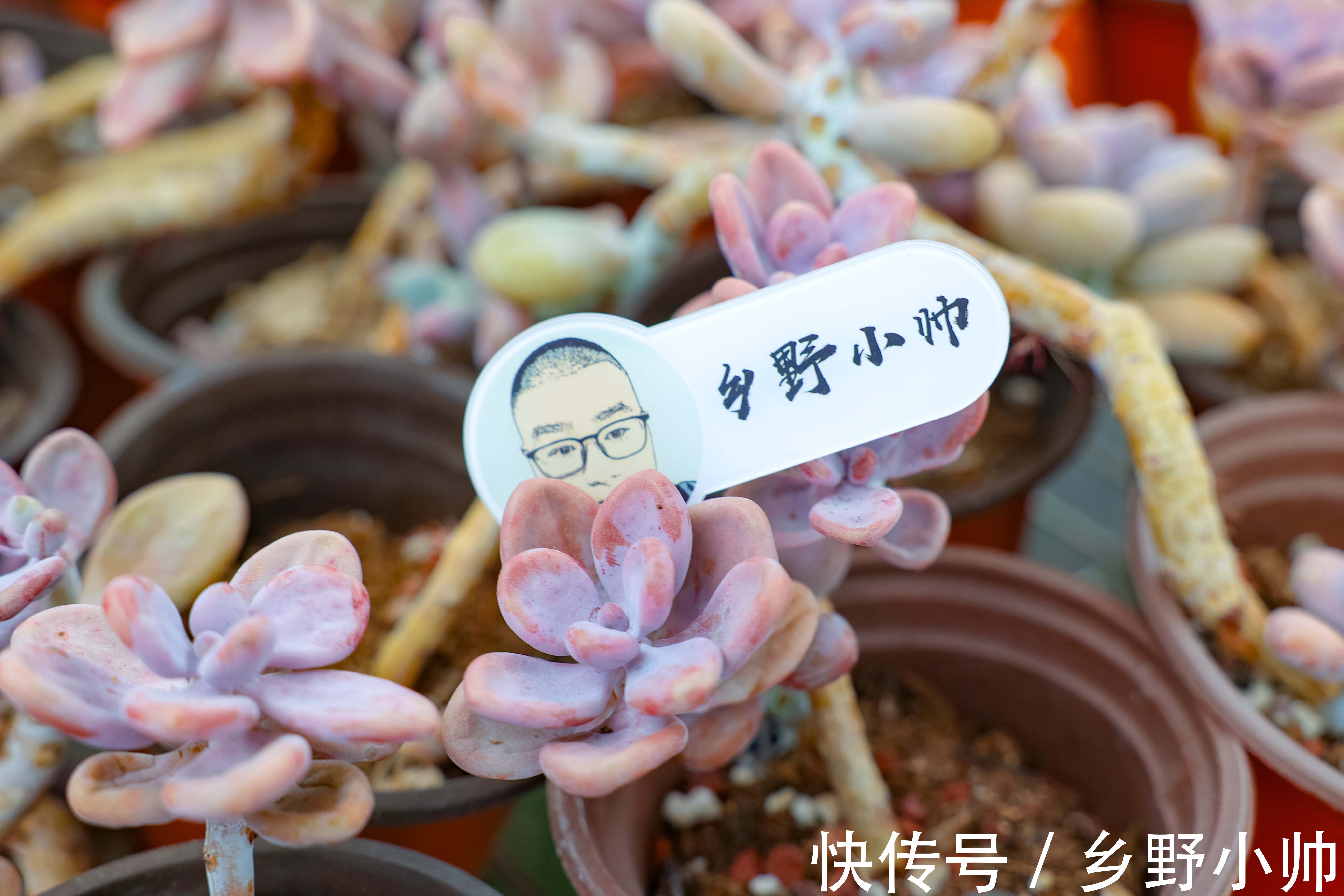 花盆|不管你是萌新还是大神,这两款漂亮的老桩多肉。都值得入手