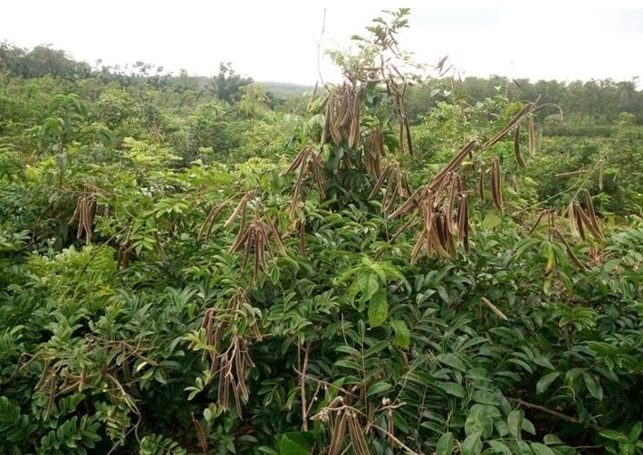 豆科崖豆藤|男子深山遇到此物,乐的挪不开脚,养肾补虚的圣品