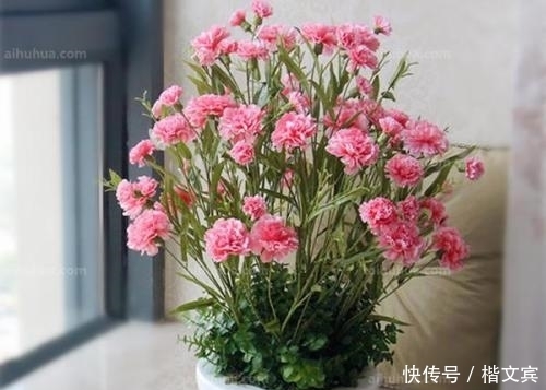 养花最容易犯的错误,不看会后悔的