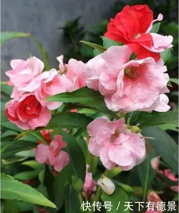 4种花适合新手养,不用费心,就能长的特别好,夏季也能疯长不停