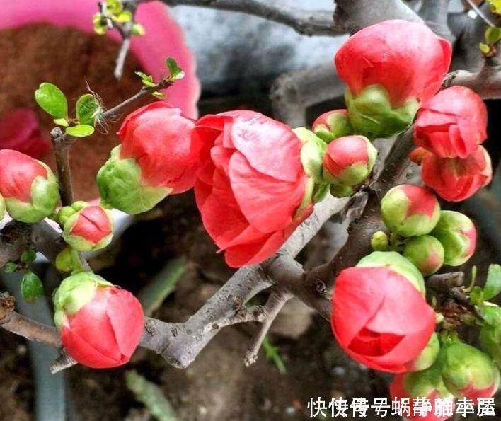 5种花清新漂亮,花香怡人,养阳台满屋飘香,谁养谁喜欢