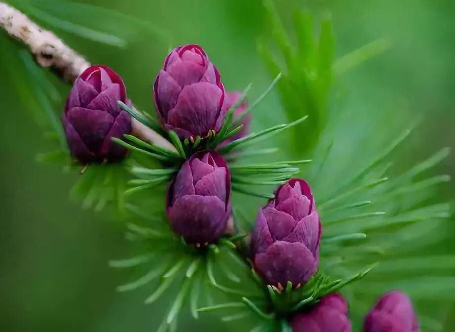  太美|松树开花，见过吗？太美了！