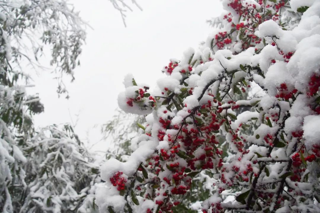 冰雪|绝美雪景！古蔺邀请你来体验“冰雪奇缘”