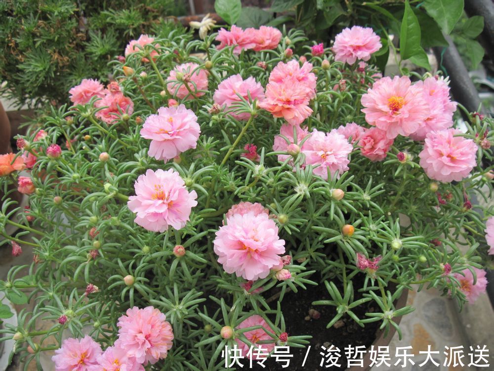 漂亮|最好养的花,丢土里就能活,漂亮似牡丹,全年开花爆盆,值得拥有