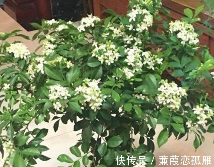 月季|几种花养家里,谁见了都喜欢,第二种已经被迷住了!