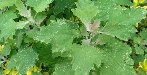 春季吃野菜正当时，这9种野菜，绿色无污染，多吃对身体好！