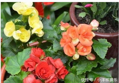 天竺葵|这些花卉盆栽随手掐根枝，插土里就能活，天冷也不怕！