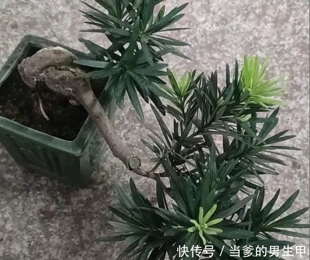 种“罗汉松”用枝条,掰一根插土里,不久之后便可成为老树桩!