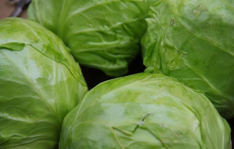买包菜的时|买包菜,选紧实的还是松散的菜农教你4招,挑的新鲜脆嫩口感好