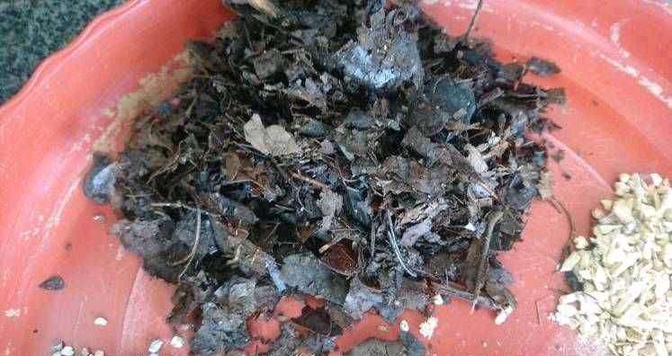 这样养“君子兰”,叶子更多更大更油绿,花朵红似火