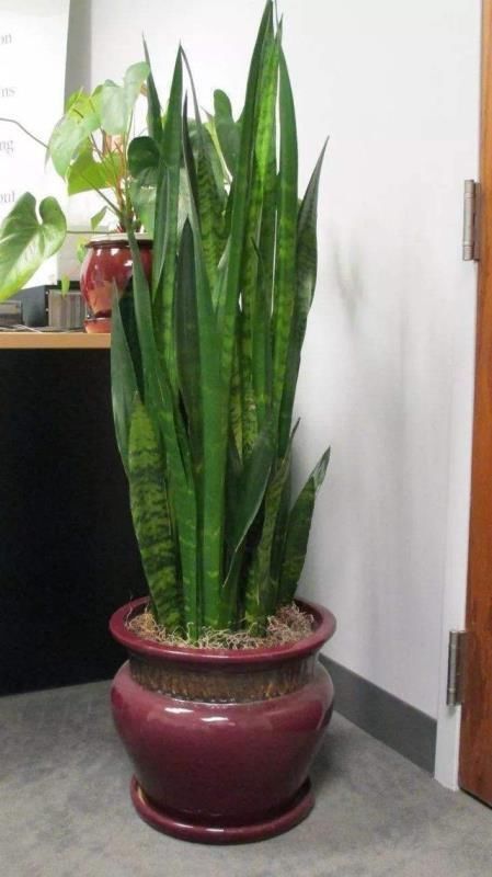 大气|4种“大气花”,富贵又漂亮,能吸灰尘净化空气,比绿萝强