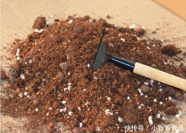 养花招“小飞虫”,1个“土办法”,小虫3天消灭光!