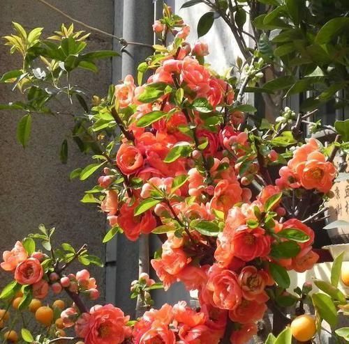 养花|古人最喜欢的8种“吉祥花”,养一盆日子越过越舒心