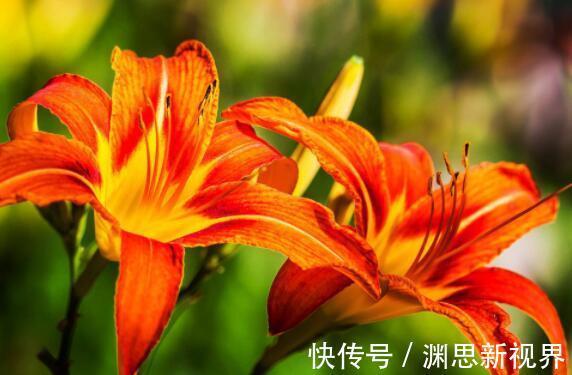 超美|家里养什么试试“它”花语难忘的爱,开花120天,超美