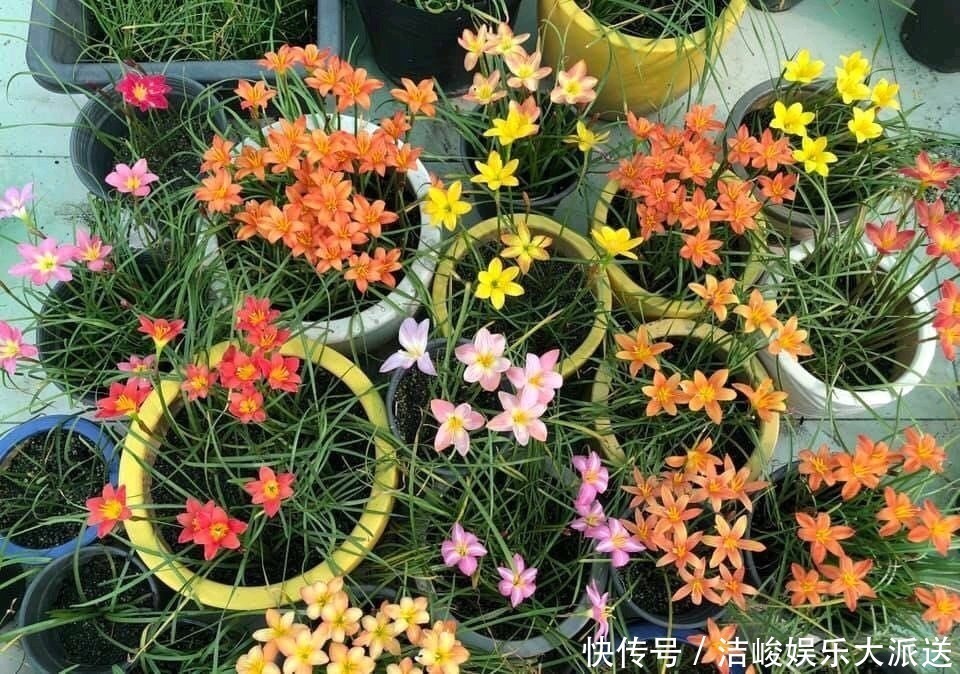 5种花，夏天喜欢“淋雨”，雨水多长得旺，花朵鲜艳芳香