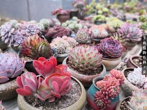 现在开始，养多肉植物给它浇一种水，一个月胖一圈