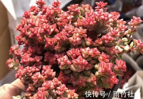 株型|养多肉小米星,变红有技巧,掌握3点,容易群生株型优美